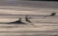 Small trees planted in the snow as markers