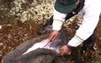 A hunter slits open a caribou from its back