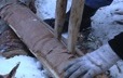 Fendre un bouleau avec des chevilles en bois