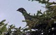 Partridges in a tree