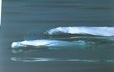 Baleines qui viennent respirer à la surface de l'eau