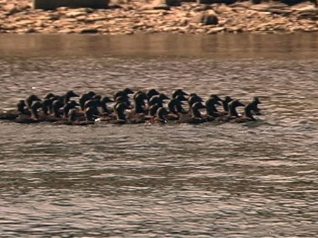 A group of baby ducks learning by following their mother