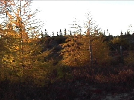 Panoramic view of a larch forest in its fall glory