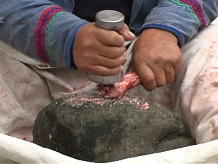 Antoine Bellefleur crushes a caribou bone against a rock to extract its marrow