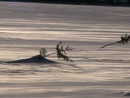 Petits arbres plantés dans la neige pour servir de repères