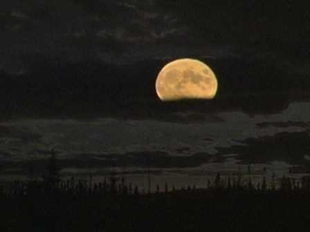 Pleine lune dans un décor de forêt