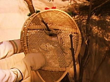 Traditional snowshoes hanging from a tree branch