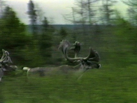 Passage de caribous en forêt