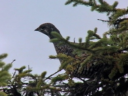 Perdrix dans un arbre