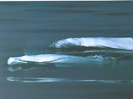 Baleines qui viennent respirer à la surface de l'eau